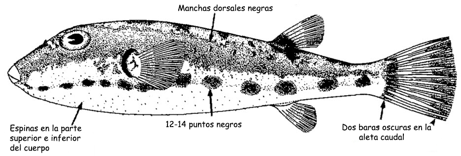 Sphoeroides marmoratus_0001.jpg